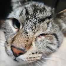 2 fixed male cats need new home - Photo 8