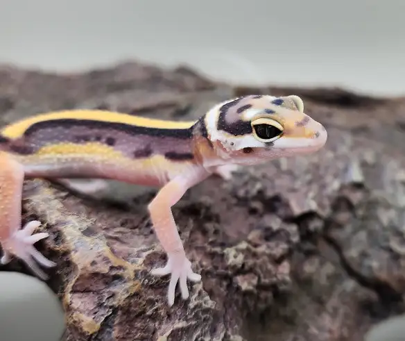 gecko leopard ligné