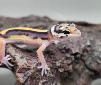 gecko leopard ligné