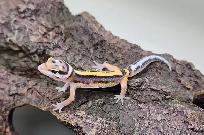 gecko leopard ligné - Photo 2