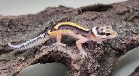 gecko leopard ligné - Photo 3