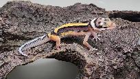 gecko leopard ligné - Photo 5