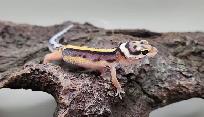 gecko leopard ligné - Photo 6