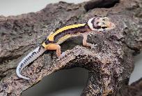 gecko leopard ligné - Photo 8