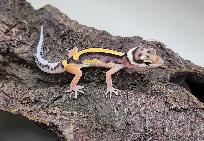 gecko leopard ligné - Photo 9