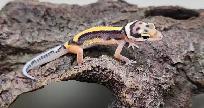 gecko leopard ligné - Photo 10