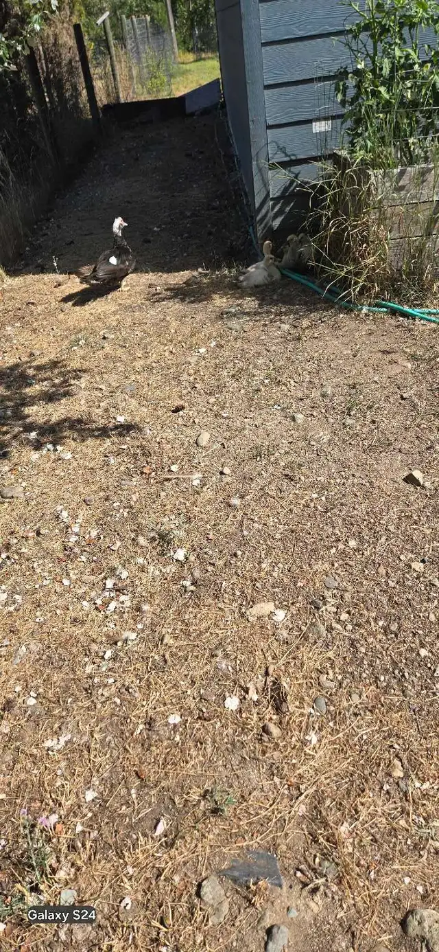 Muscovy Ducks