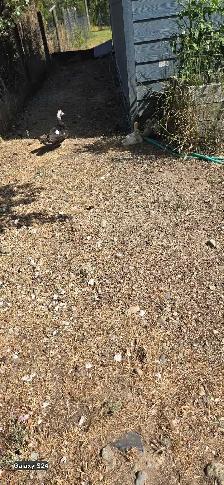 Muscovy Ducks