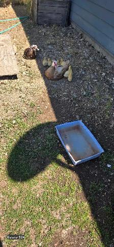 Muscovy Ducks - Photo 2