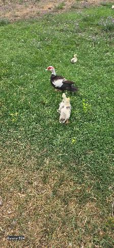 Muscovy Ducks - Photo 3