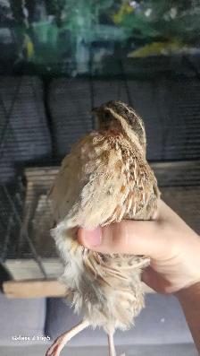 Jeune Caille oiseau - Photo 2