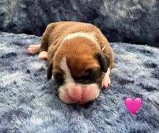 Boxer puppies - Photo 2