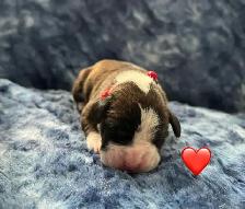 Boxer puppies - Photo 3