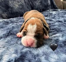 Boxer puppies - Photo 4