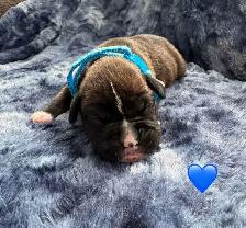 Boxer puppies - Photo 5