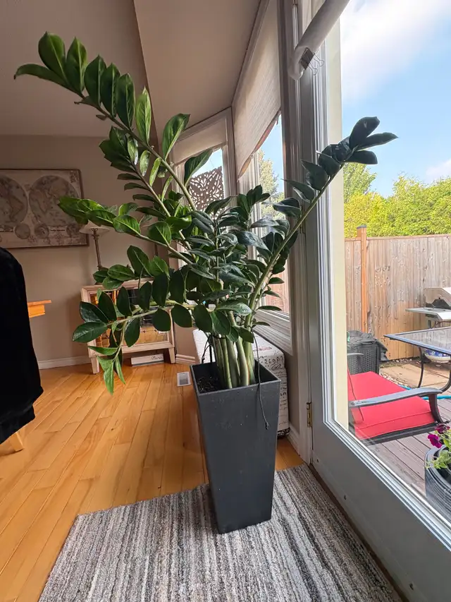 ZZ Plant (large and in tall planter)