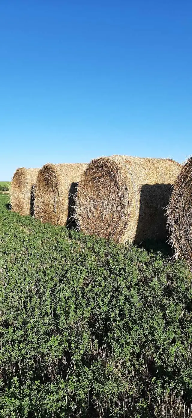 Hay for Sale
