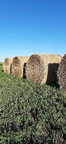 Hay for Sale