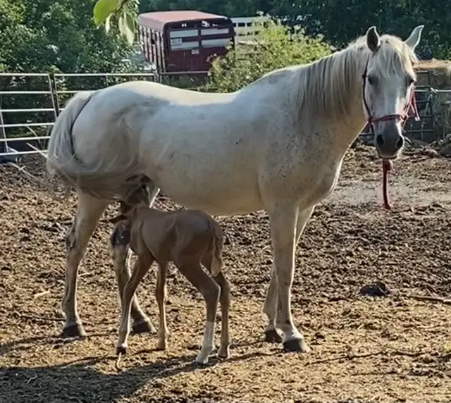 Broke Mare with a Filly