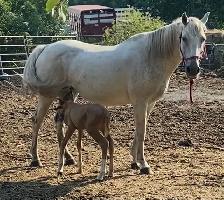 Broke Mare with a Filly