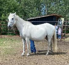 Broke Mare with a Filly - Photo 3