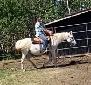 Broke Mare with a Filly - Photo 4