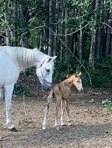 Broke Mare with a Filly - Photo 6