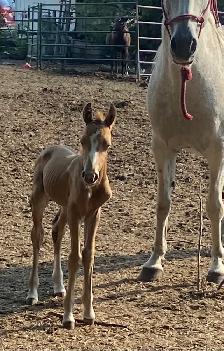 Broke Mare with a Filly - Photo 7