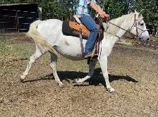 Broke Mare with a Filly - Photo 8