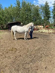 Broke Mare with a Filly - Photo 10