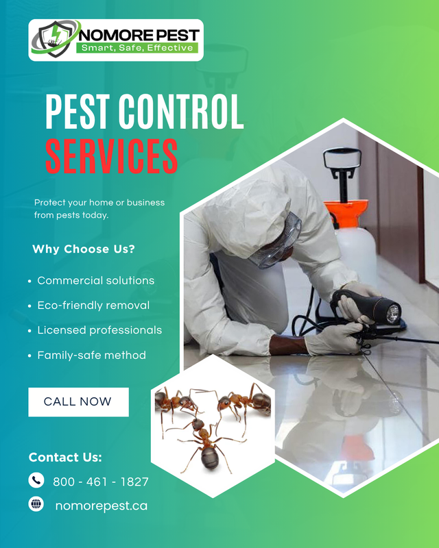 Professional Pest Control Services – Toronto & GTA | 10% OFF
