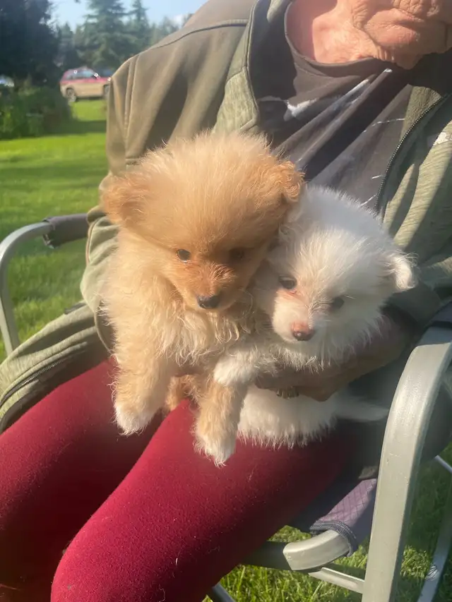 Pomeranian ready to go