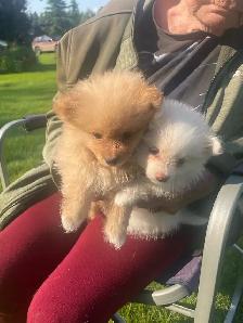 Pomeranian ready to go