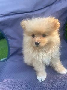 Pomeranian ready to go - Photo 2