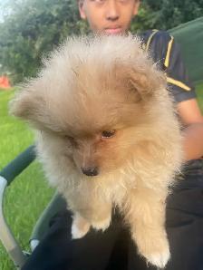 Pomeranian ready to go - Photo 3