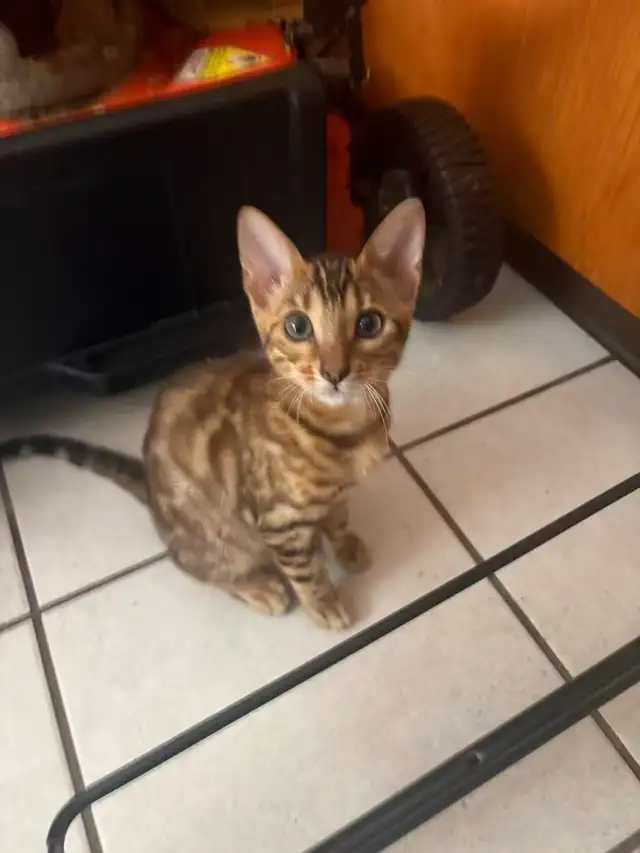 Brown Spotted Bengal Cat