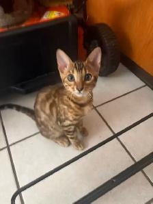 Brown Spotted Bengal Cat