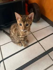 Brown Spotted Bengal Cat - Photo 2