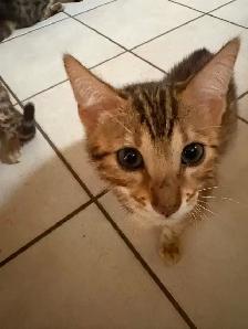 Brown Spotted Bengal Cat - Photo 3