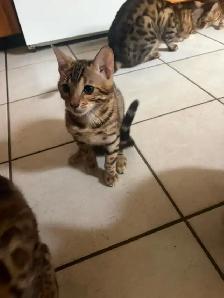 Brown Spotted Bengal Cat - Photo 4