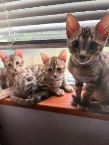 Brown Spotted Bengal Cat - Photo 5