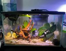 5 gallon tank (JUST TANK)