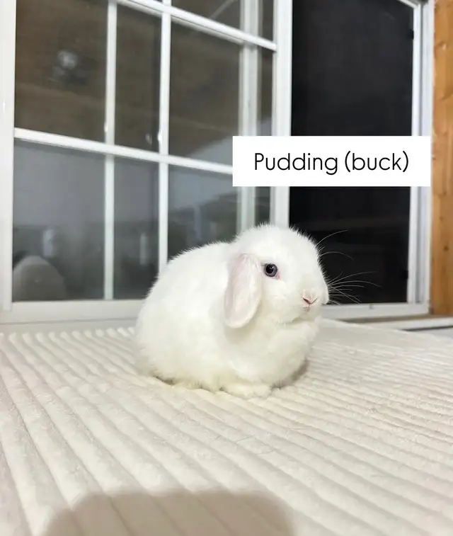 Tiny Holland Lop baby bunny