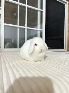 Tiny Holland Lop baby bunny - Photo 2
