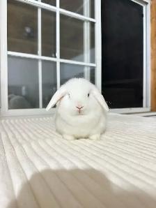 Tiny Holland Lop baby bunny - Photo 3