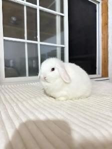 Tiny Holland Lop baby bunny - Photo 4