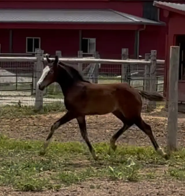 FLASHY HALF WELSH COLT
