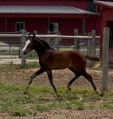 FLASHY HALF WELSH COLT