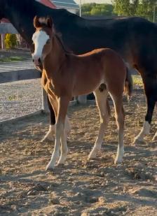 FLASHY HALF WELSH COLT - Photo 2