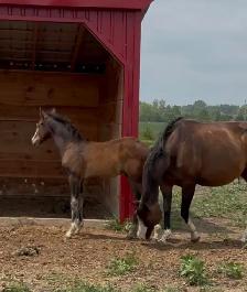 FLASHY HALF WELSH COLT - Photo 3